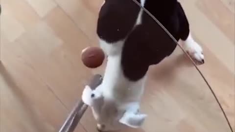 Funny dog video #02Cute and funny dogs#shorts # it's time to LAUGH#funnyVideos