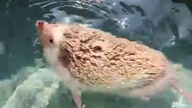 My mini hedgehog is being bathed