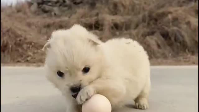 The puppy uses the egg as a toy and doesn't know if it's raw or cooked