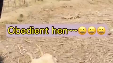 So funny cute ❤ dogs 🐶 and cats 🐱