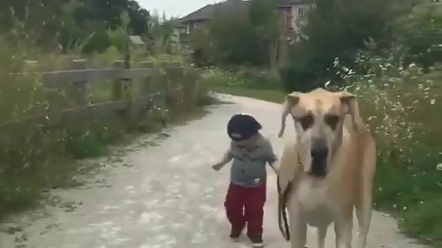 Baby, walk the dog