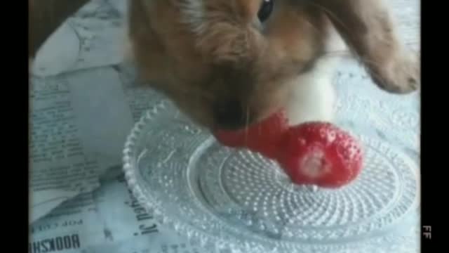 The cutest rabbit eats strawberries