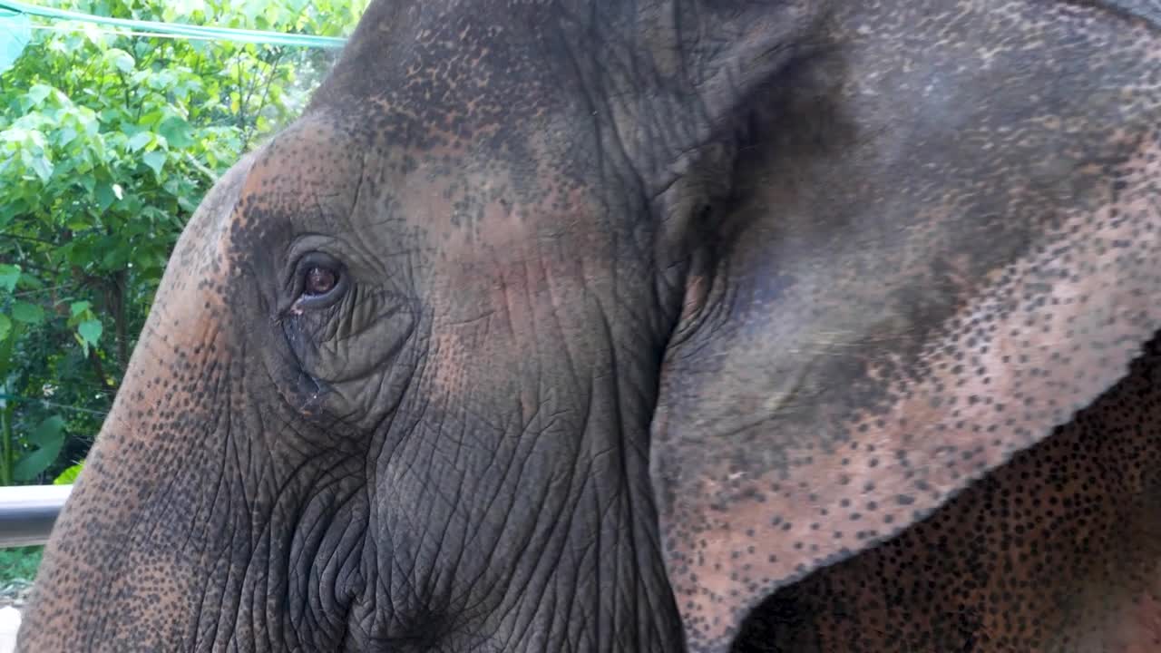 Elephant head and ear. Animals held by humans and prevented from escaping