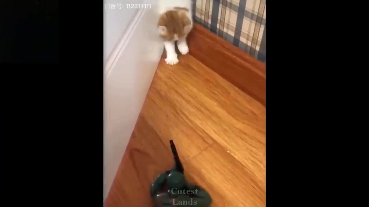 Cute and Funny Pets-Cutest Animals