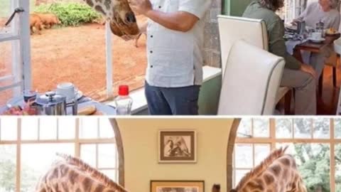 HAVING SPECIAL MOMENT WITH GIRAFFES