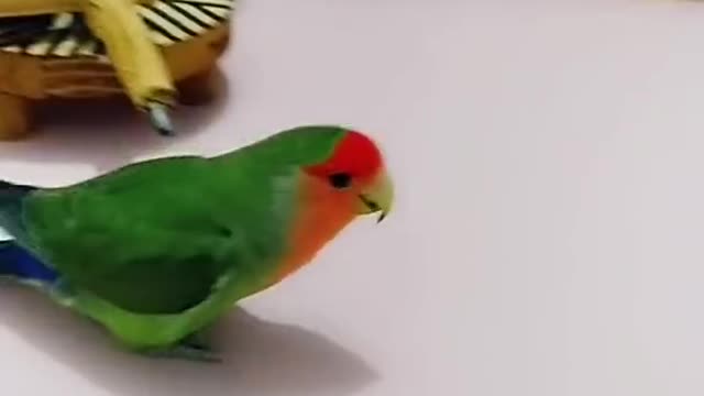 Smart and Funny bird play, parrot # 3