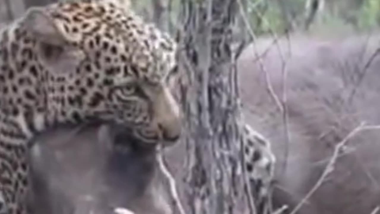 leopard holds warthog