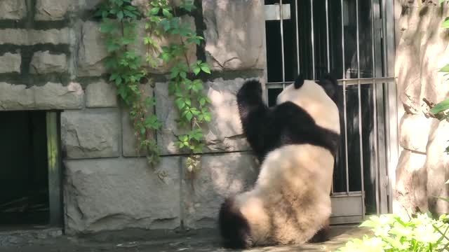 The giant panda came out and went in, just to see the baby panda inside