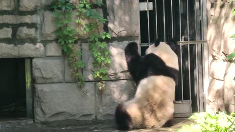 The giant panda came out and went in, just to see the baby panda inside