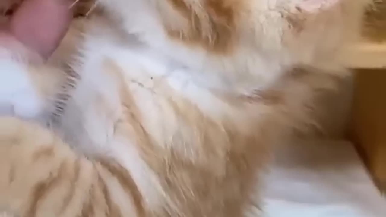 Cute cat