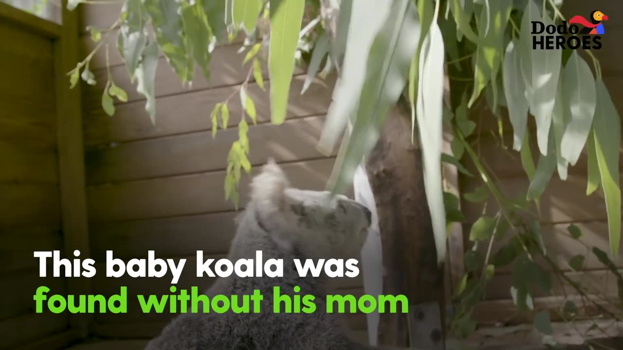 Rescued Koala Gets Help From His Favorite Girl | Dodo Heroes Season 1