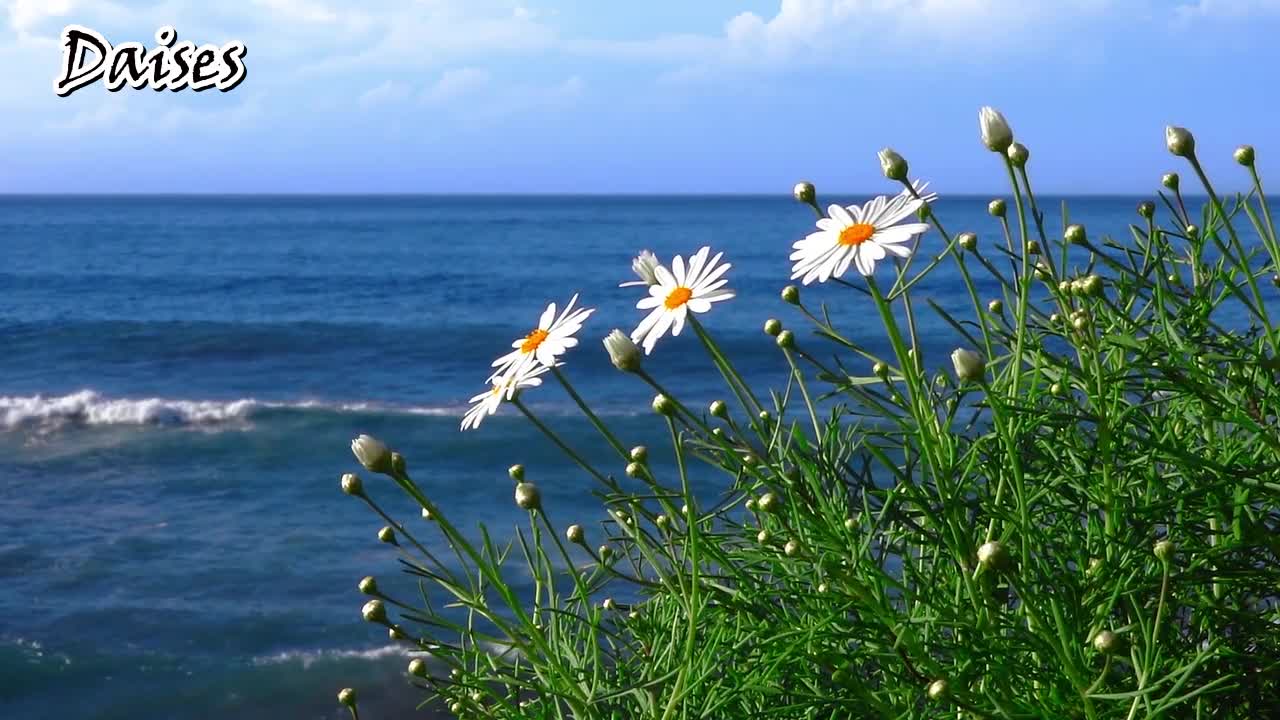 Daisies || Relaxing Music || Meditation