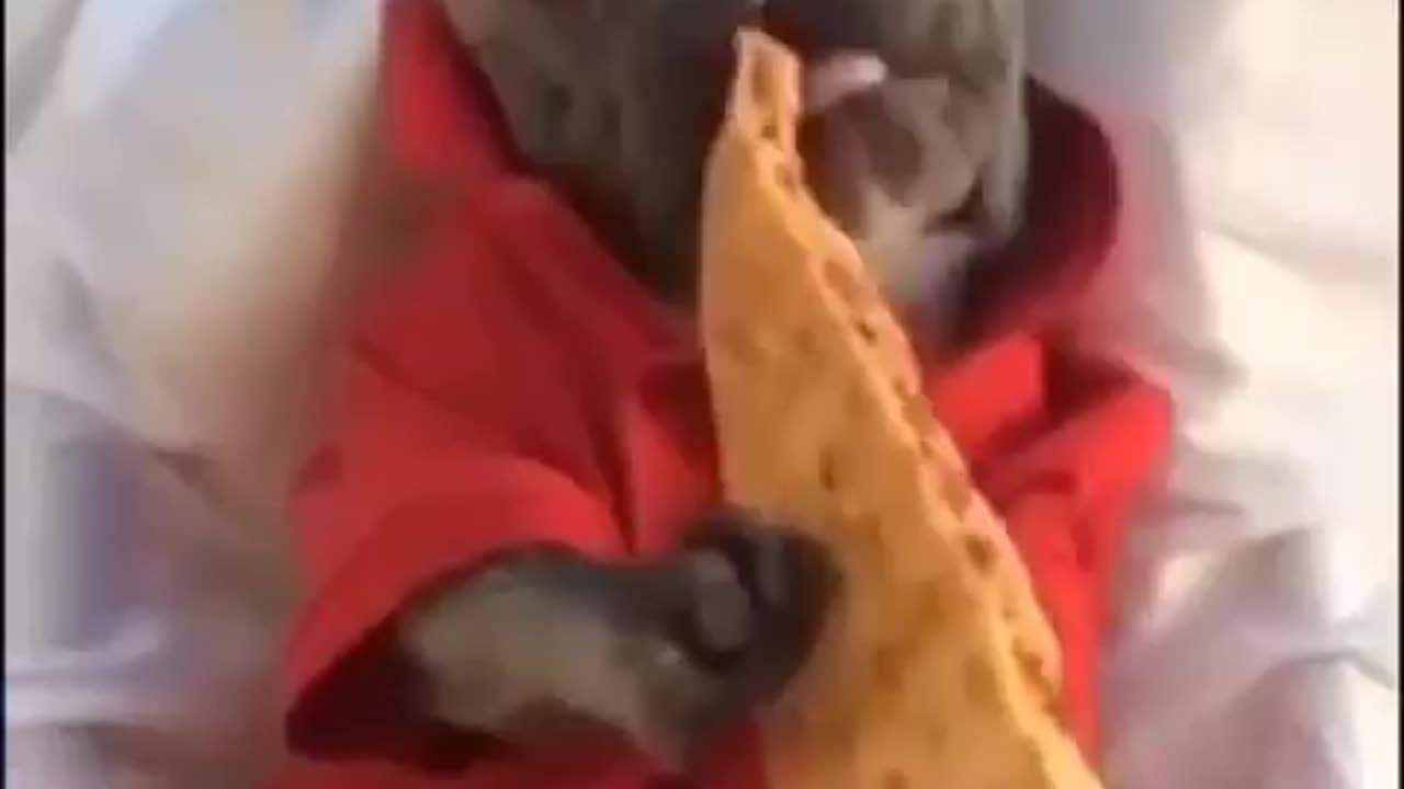 Pizza Dog