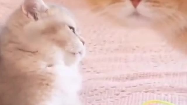 Cute Cat Funny Video