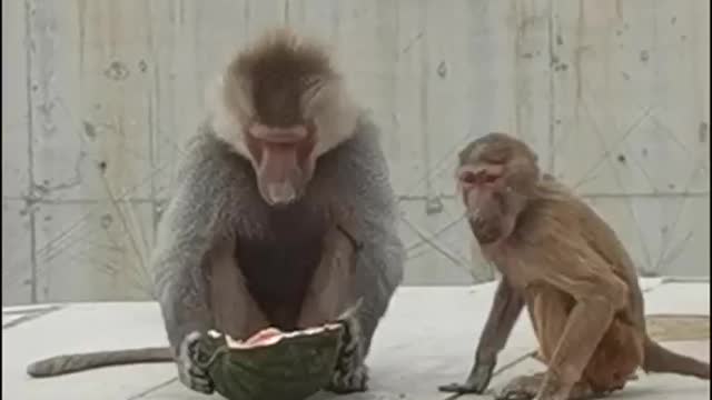 Monkeys like to eat watermelon