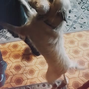 Luna love you! 🐕🐶🤍