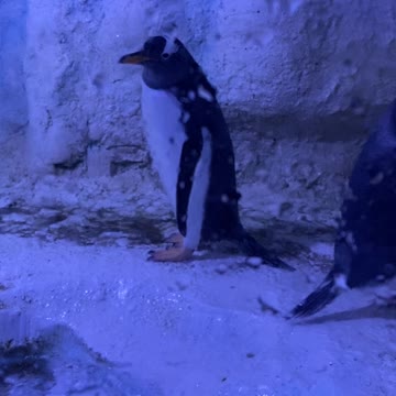 Penguins 🐧 who else love them?