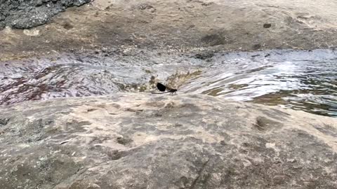 Dragonflies love to listen to the sound of natural streams