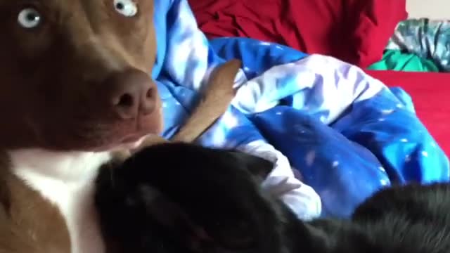 Shy Pooch Feels Uncomfortable Being Caught Cuddling With The Cat