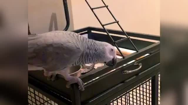 Parrot dance with joy after eating dinner