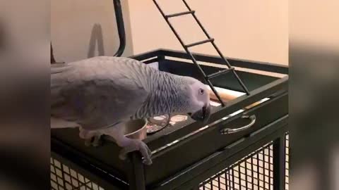 Parrot dance with joy after eating dinner