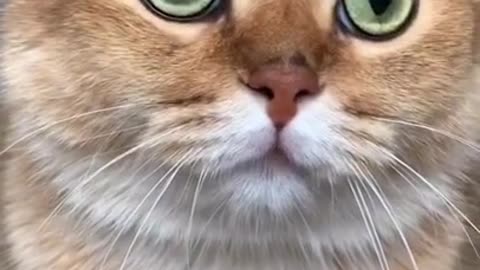 Funny cate House cate