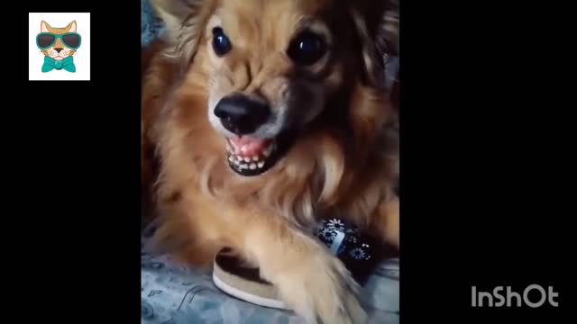 Big smile funny dog