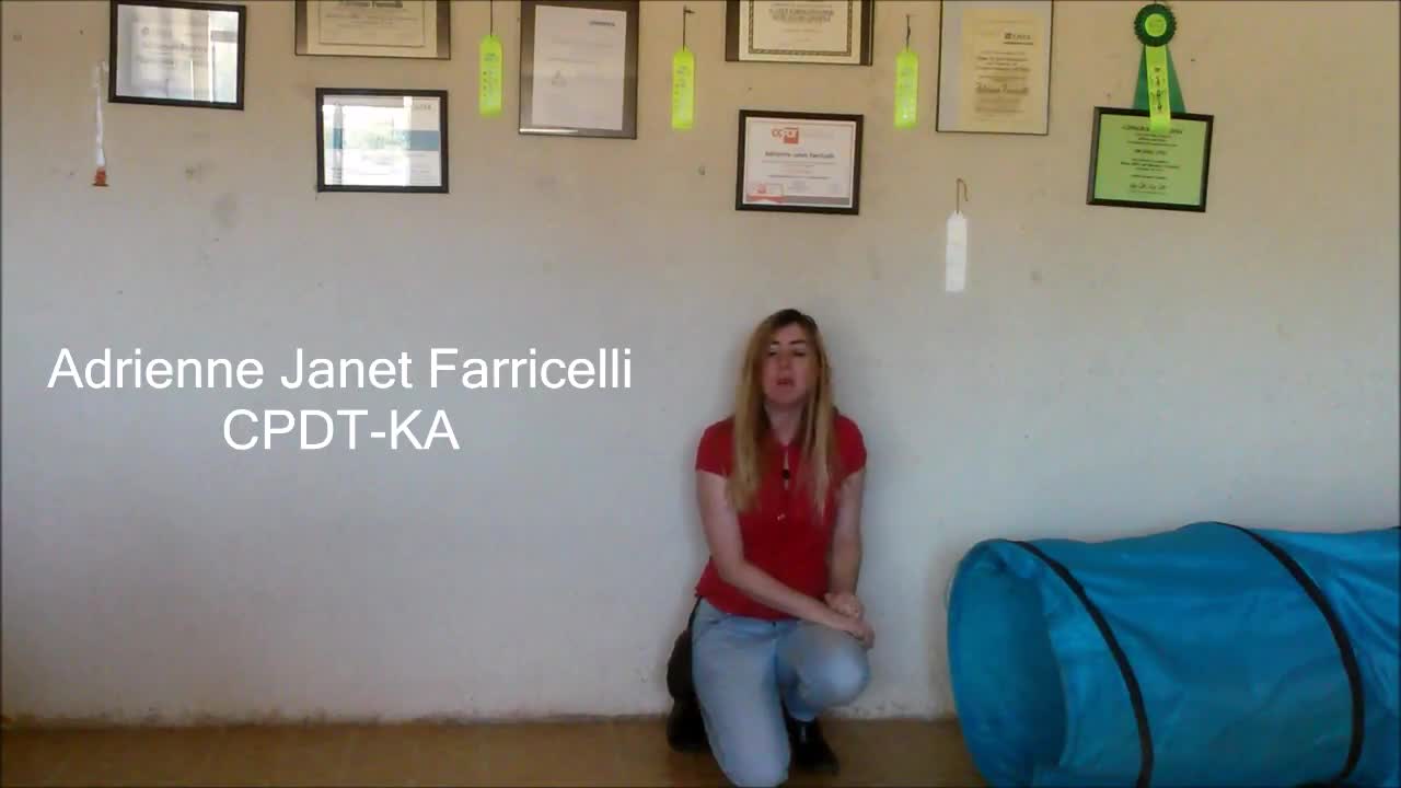 Adrienne in Action for a dog trained well-Brain Training for Dogs