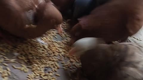 The pigeons are eating