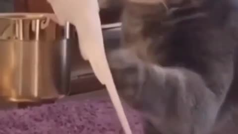 Cat try to friendly with her new family member