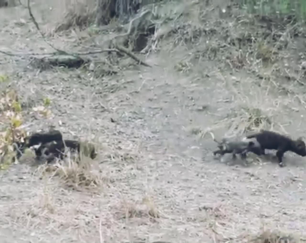 Wild Dog Puppies Emerge for the First Time Super Cute