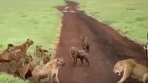 How does a lion defend itself from hyenas