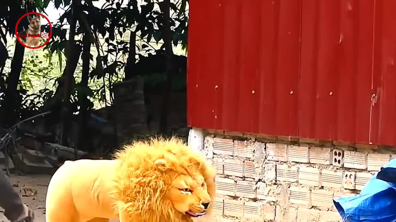 Troll Prank Dog & Lion And Fake Tiger Frank To Dog| Prank Video.