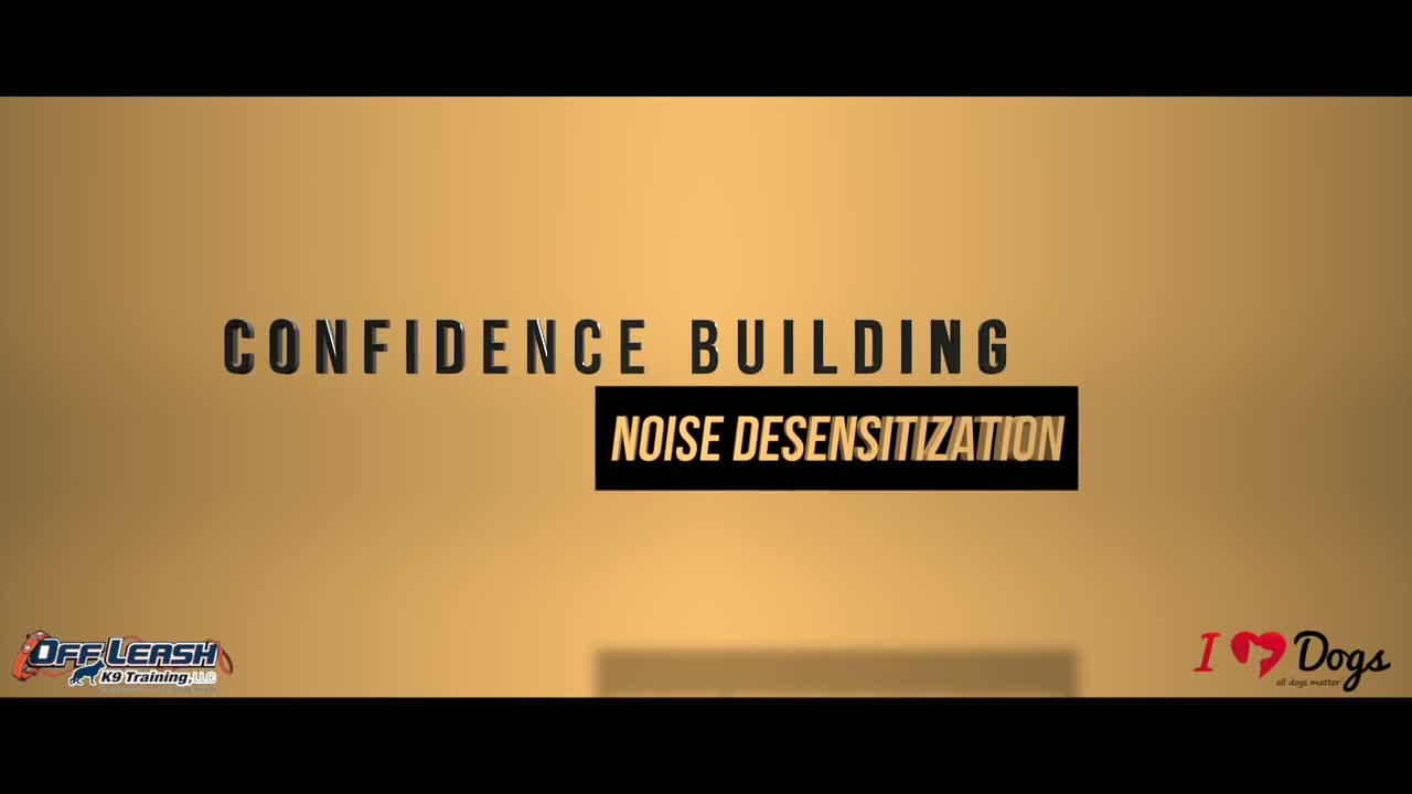 Confidence Training For Dogs - 4 Key Elements of Confidence Building In Your Dog starting Today!