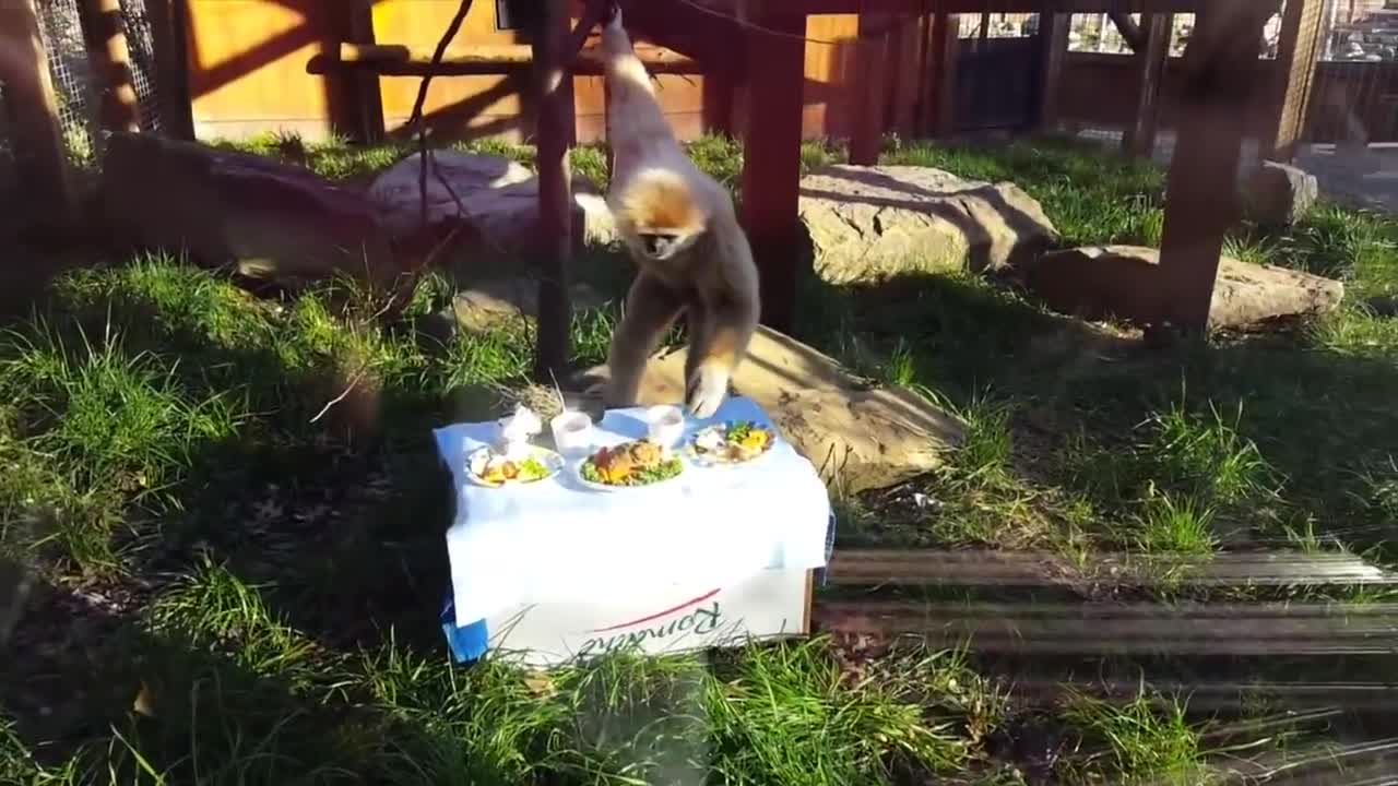 cutest gibbons playing and dancing