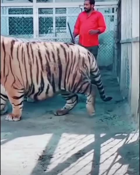 Lions & Tigers Together in Cage.