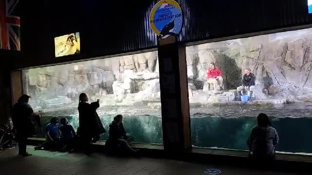 Penguins put on a show for the kids.