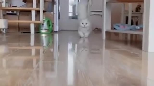 cute cat❤🐱#shorts #cat #cutecat