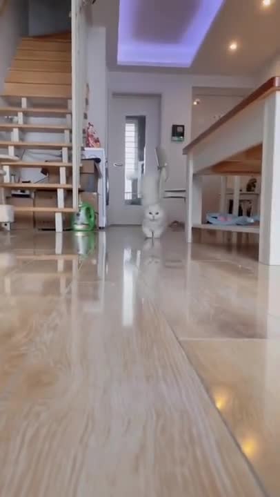 cute cat❤🐱#shorts #cat #cutecat