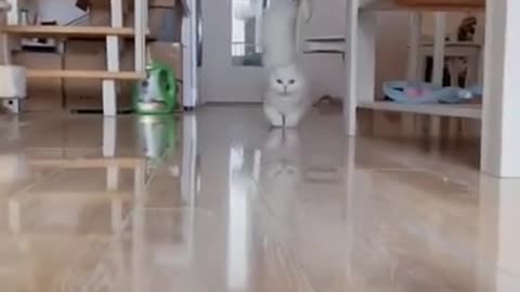 cute cat❤🐱#shorts #cat #cutecat