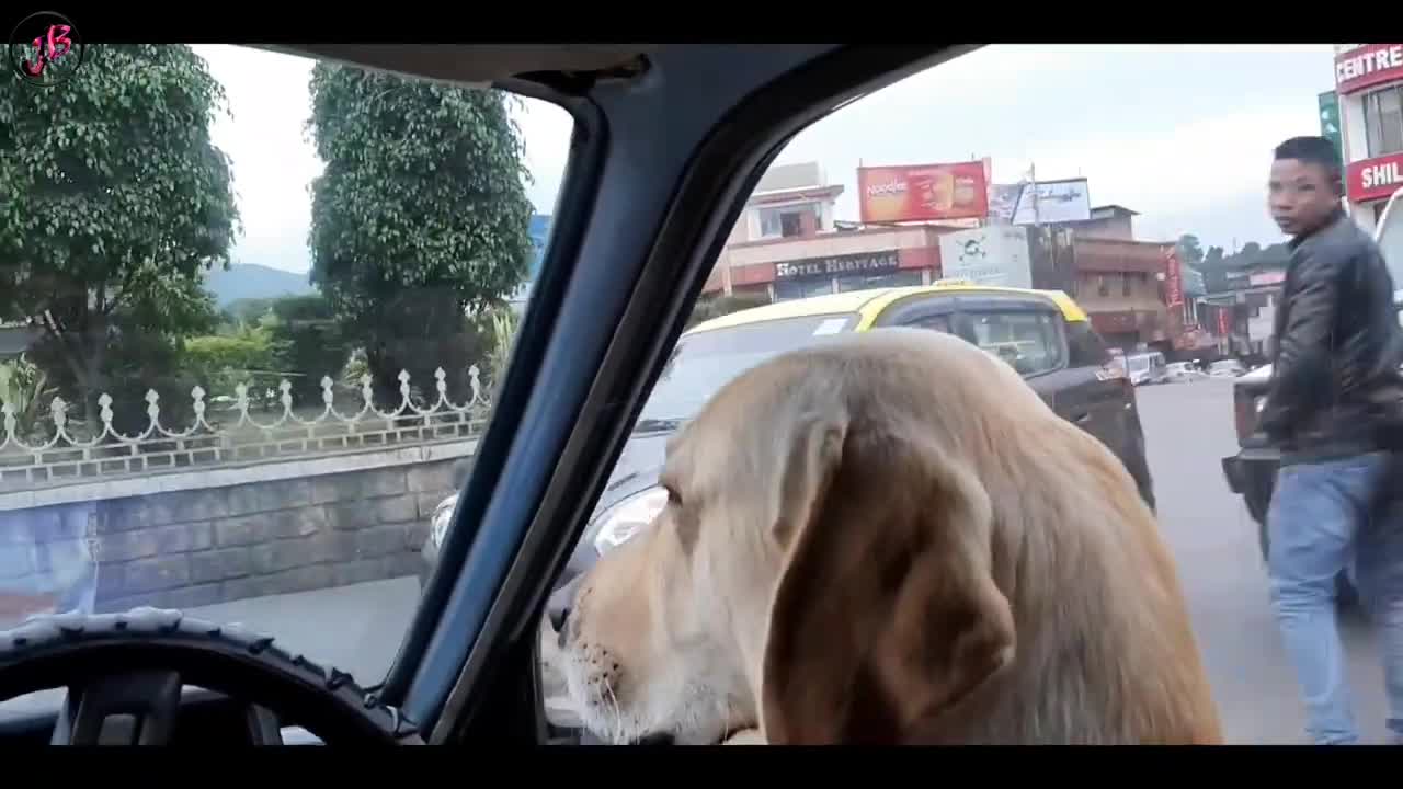 Dog driveing car, The frist driving Dog