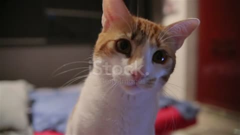 Small Cat with cute eyes