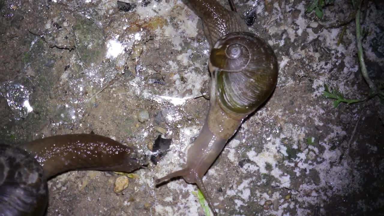 Snail life Documentary