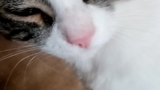 My Cat is very beautiful
