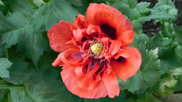 I found beautiful flower on side my house side