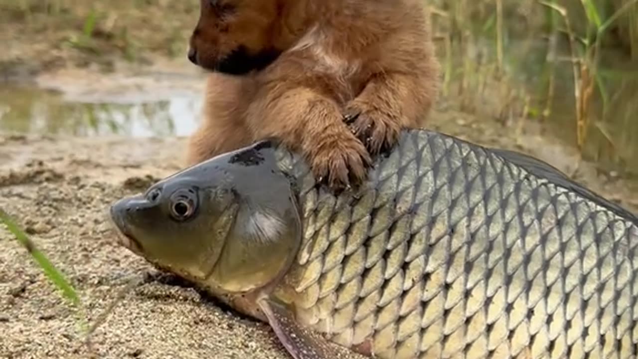 Dogs Fish friend