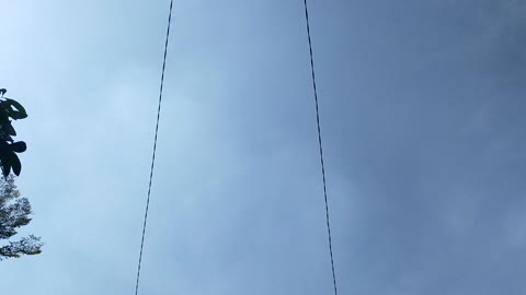 Singing song bird over sky