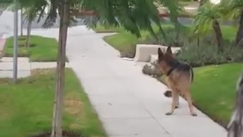 German_Sheperd_realizes_owner_isnt_behind_him_any_more