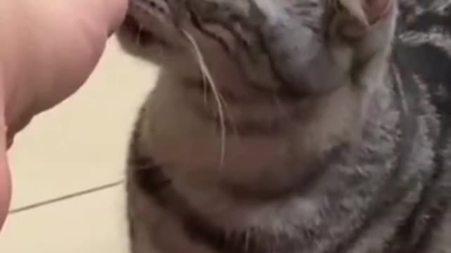funny cats reaction 2022