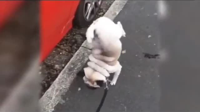 Epic Funny Animals PT 1